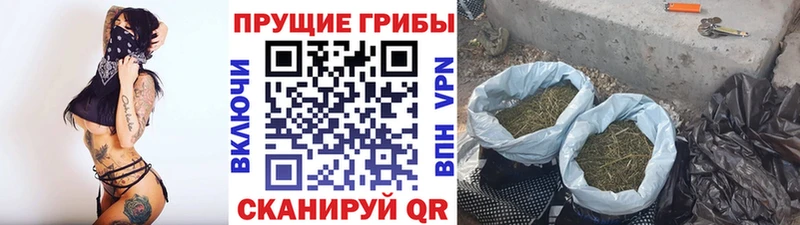 блэк спрут зеркало  Великий Устюг  Галлюциногенные грибы ЛСД 